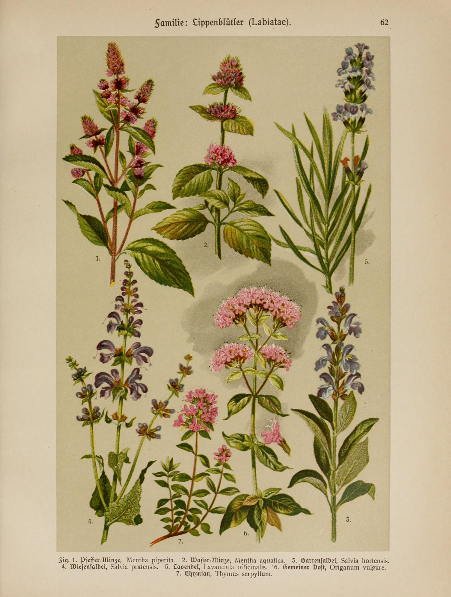 Vintage Herbs Print A5