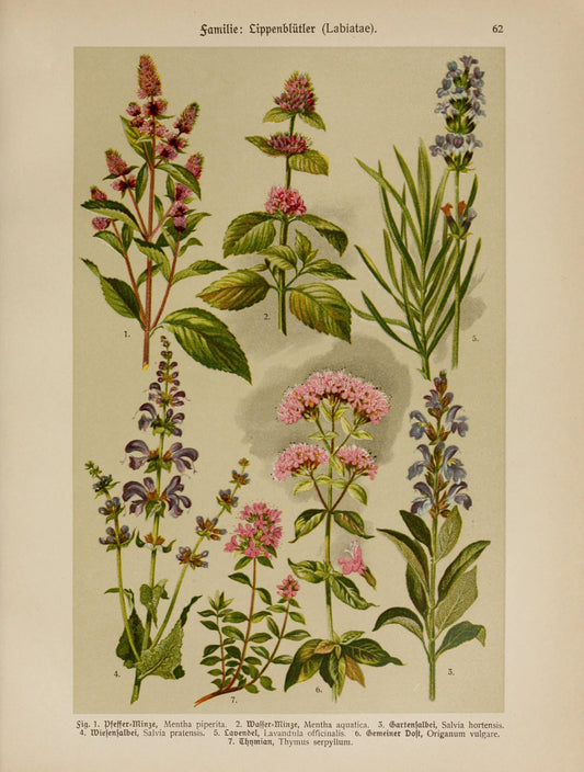 Vintage Herbs Print A5