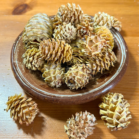 Mini Pine Cones